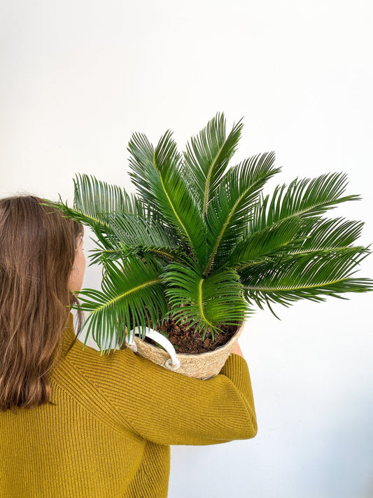 Reva (Cycas) - Alma Plantes