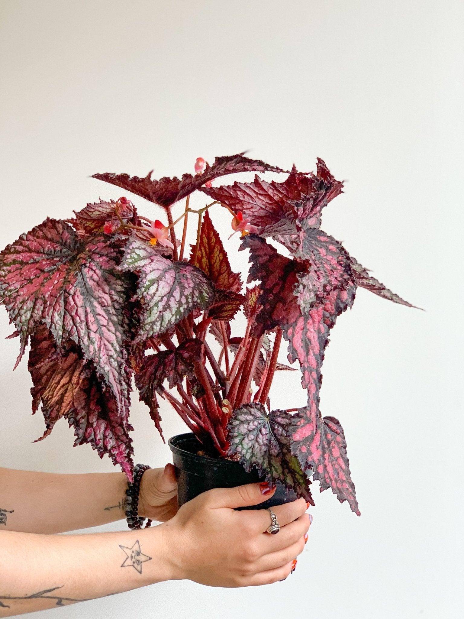 Rex (Begonia) - Alma Plantes