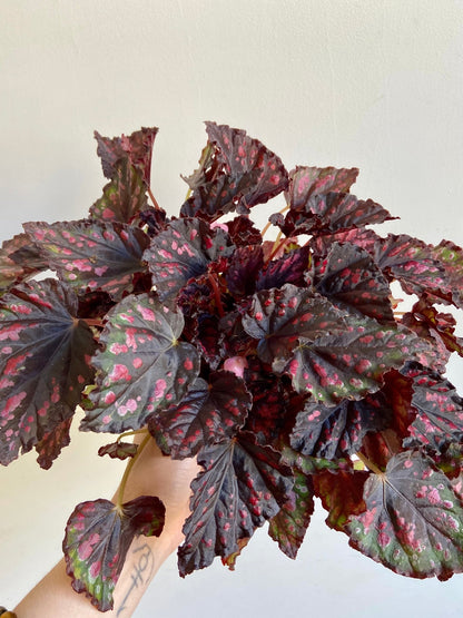 Rexie (Begonia) - Alma Plantes
