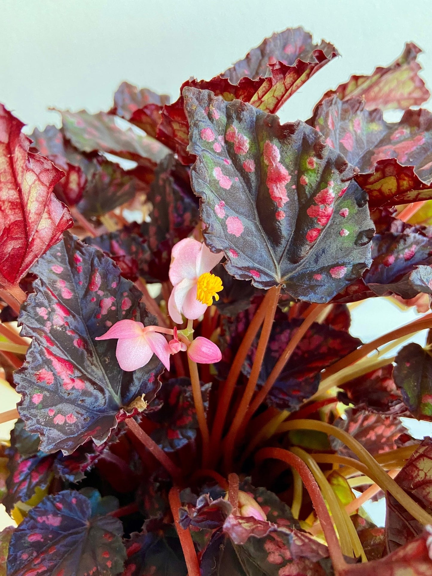 Rexie (Begonia) - Alma Plantes