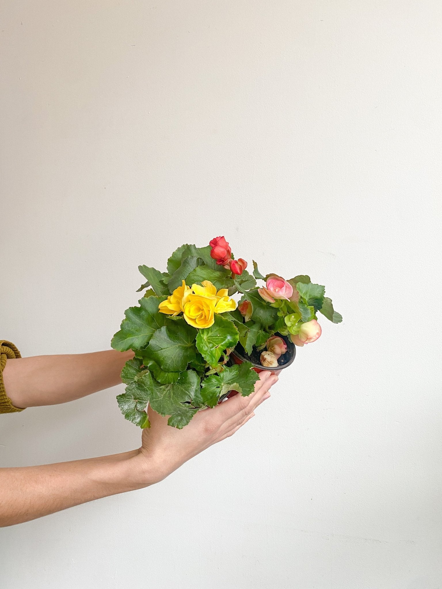 Rieger (Begonia) - Alma Plantes