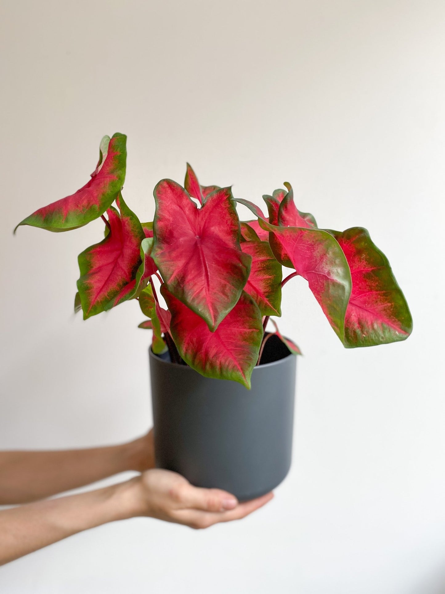 Rihanna (Caladium) - Alma Plantes
