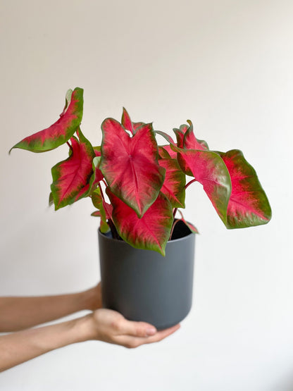 Rihanna (Caladium) - Alma Plantes