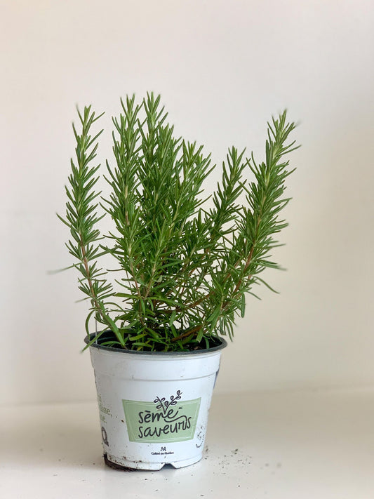 Romarin - Alma Plantes