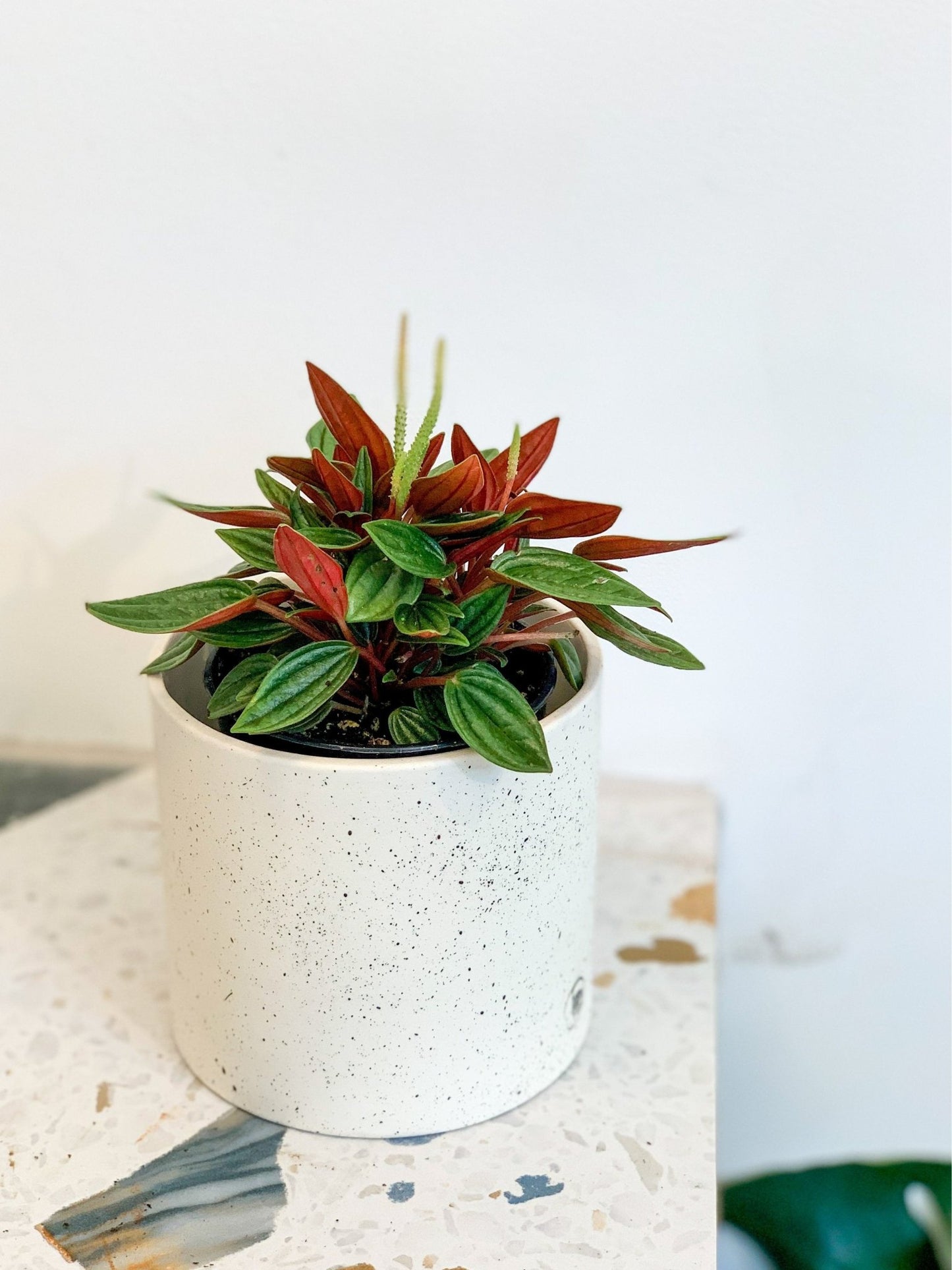 Rosalinda (Peperomia) - Alma Plantes