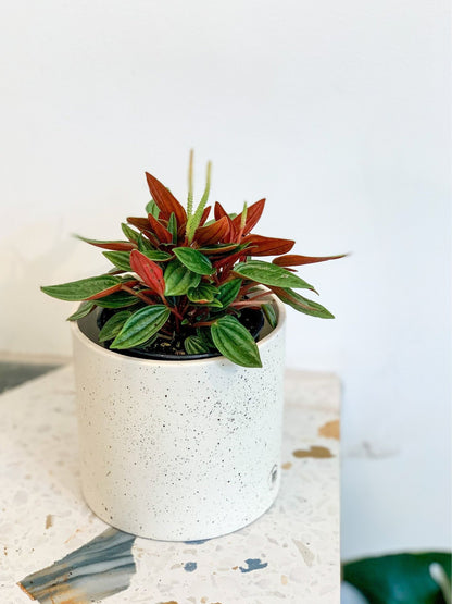 Rosalinda (Peperomia) - Alma Plantes