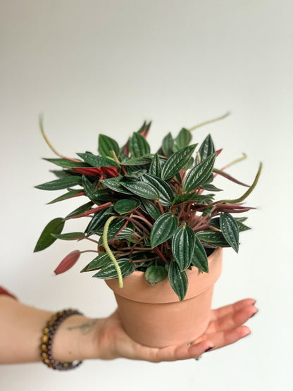 Rosalinda (Peperomia) - Alma Plantes