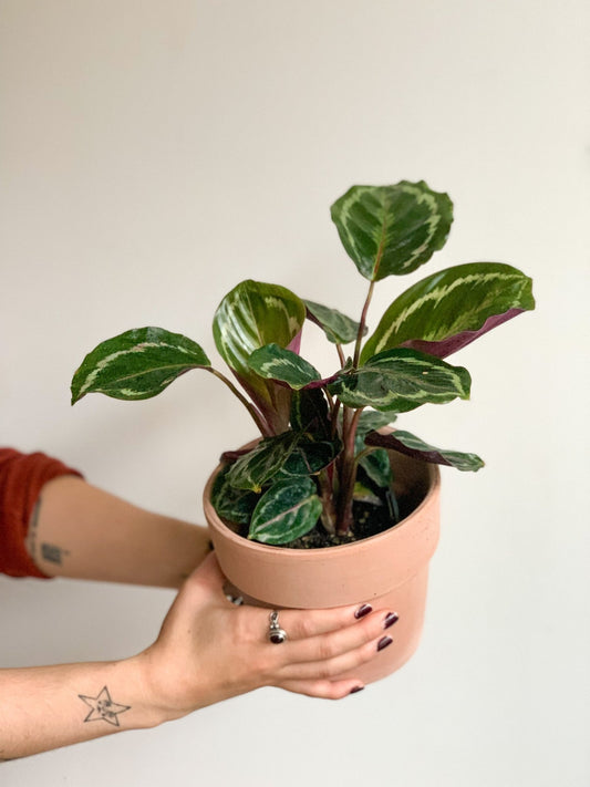 Rose (Calathea) - Alma Plantes