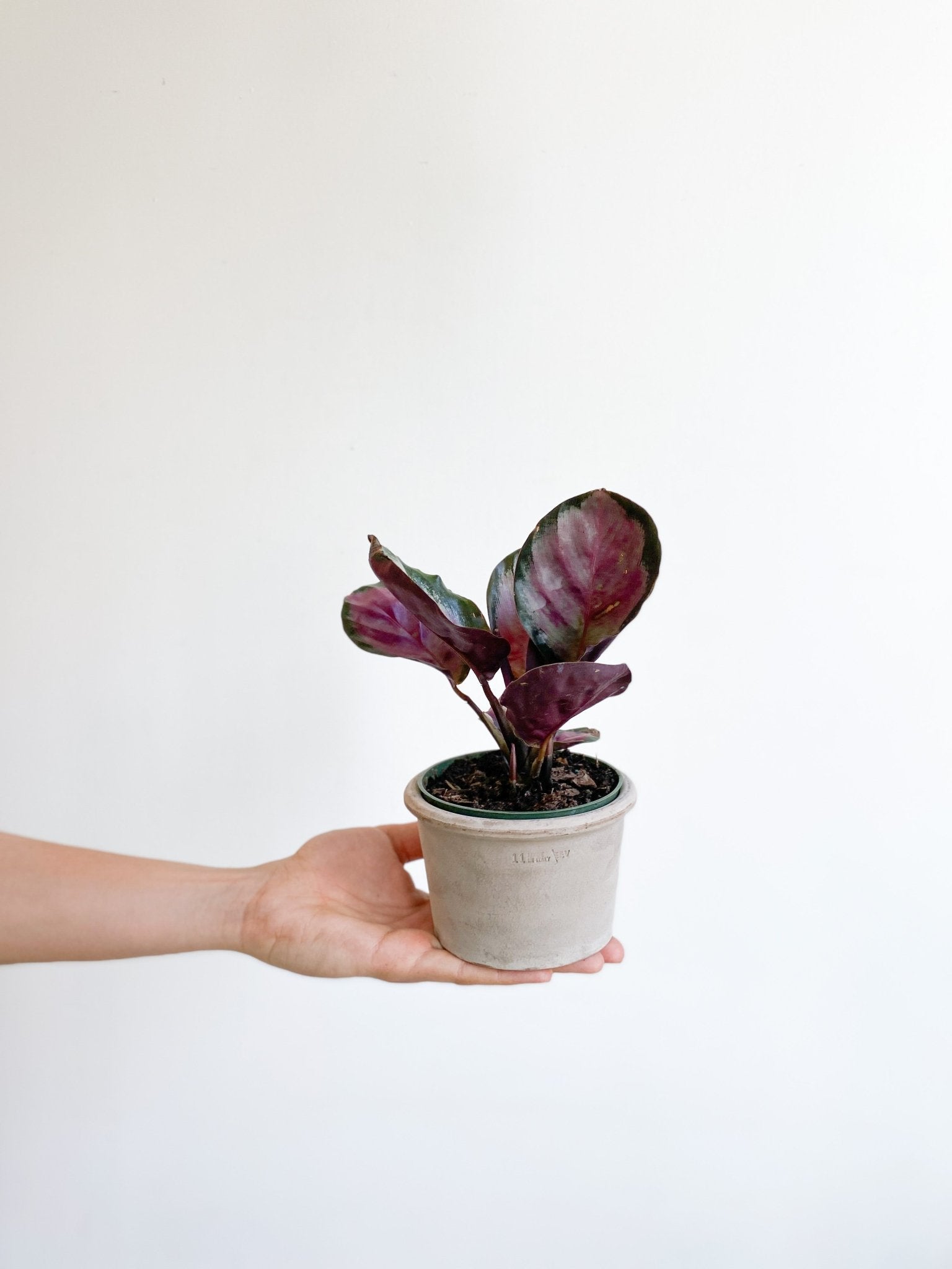 Roseanne (Calathea) - Alma Plantes