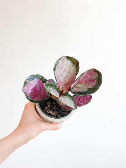 Roseanne (Calathea) - Alma Plantes