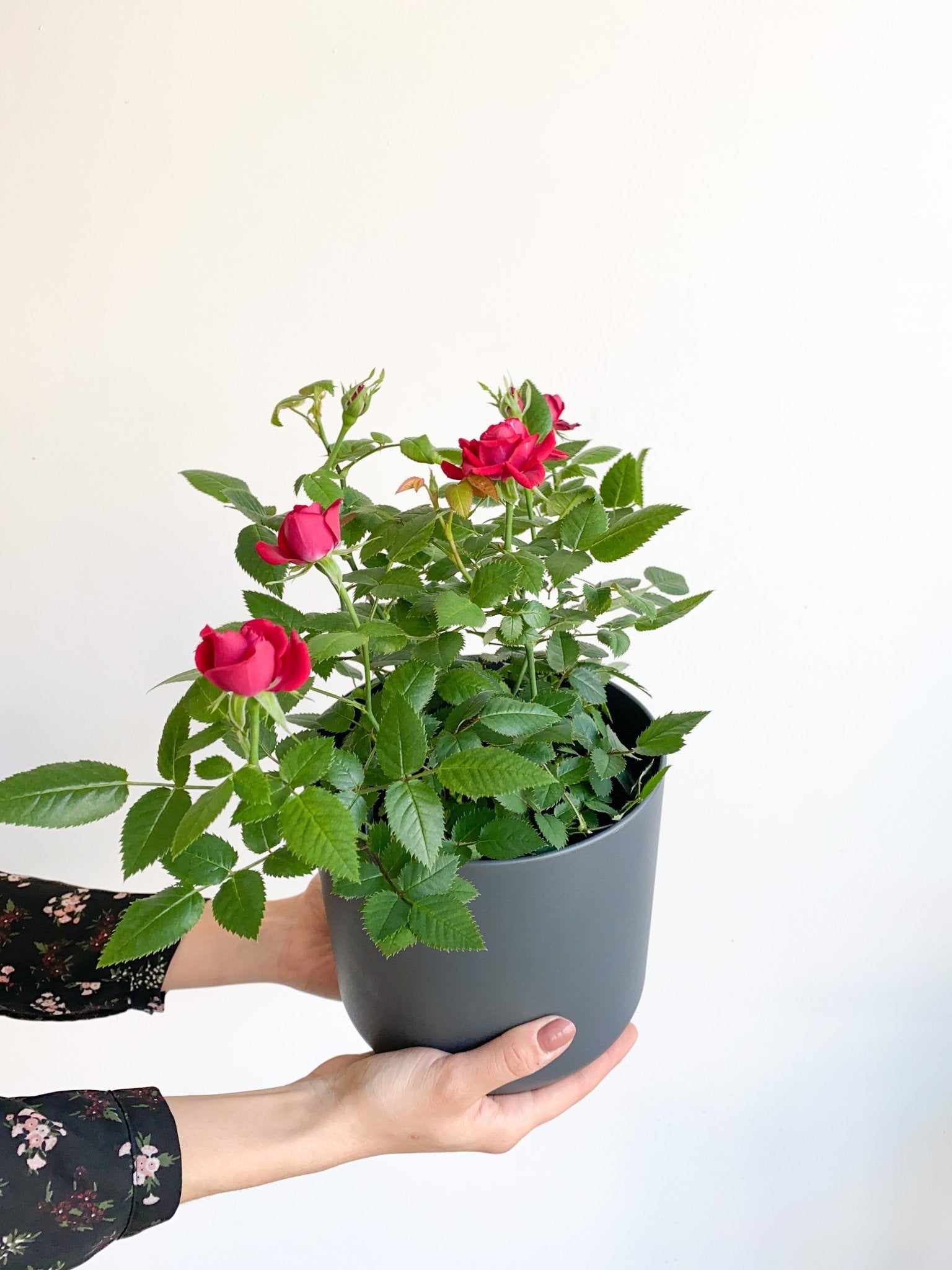 Rosie (mini rosier) - Alma Plantes