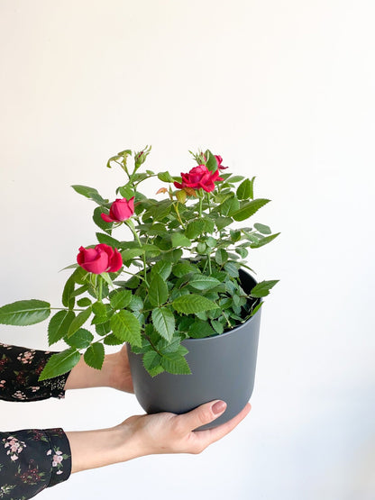 Rosie (mini rosier) - Alma Plantes