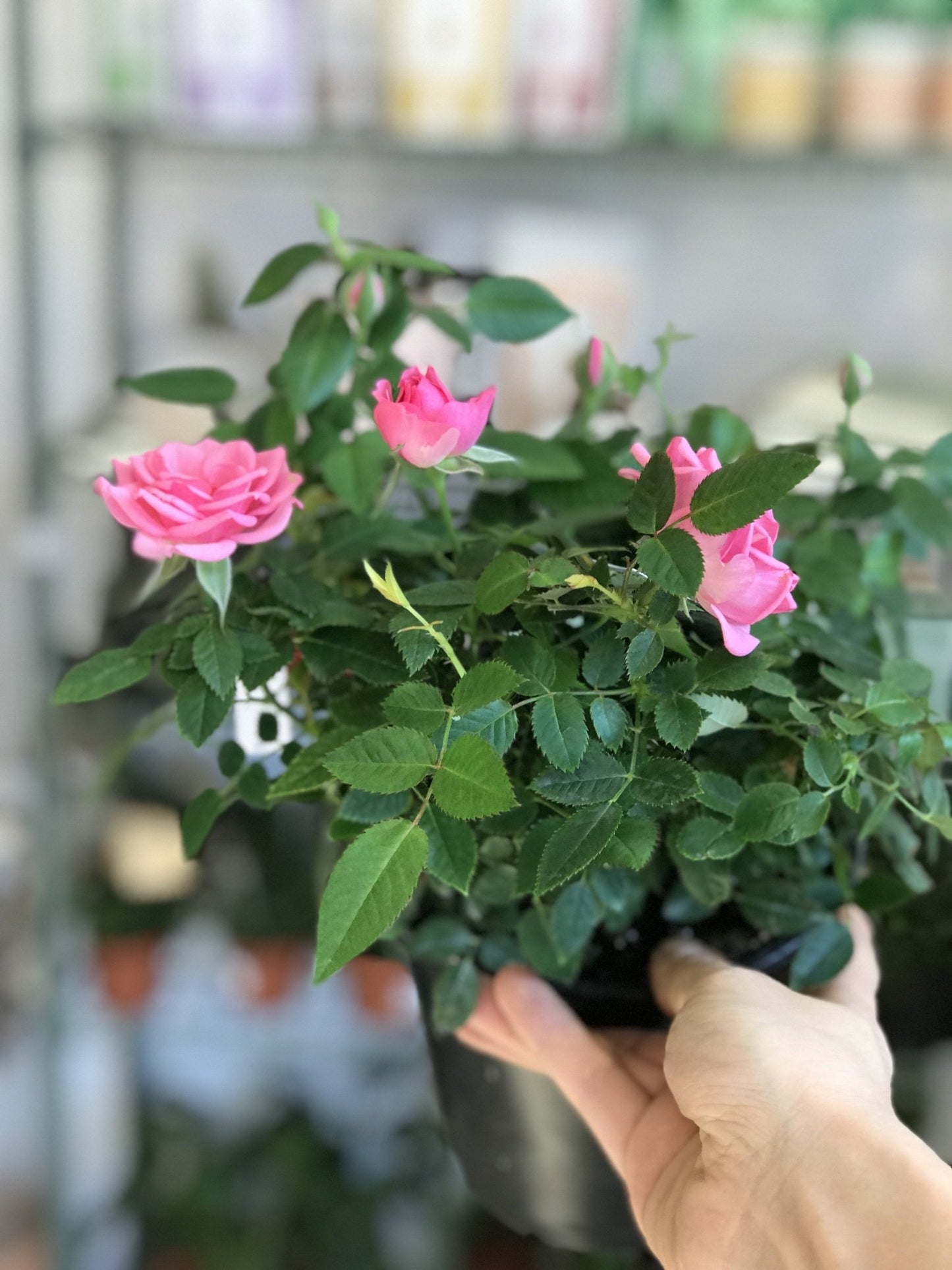 Rosie (mini rosier) - Alma Plantes