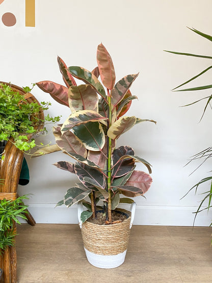 Ruby (Ficus) - Alma Plantes