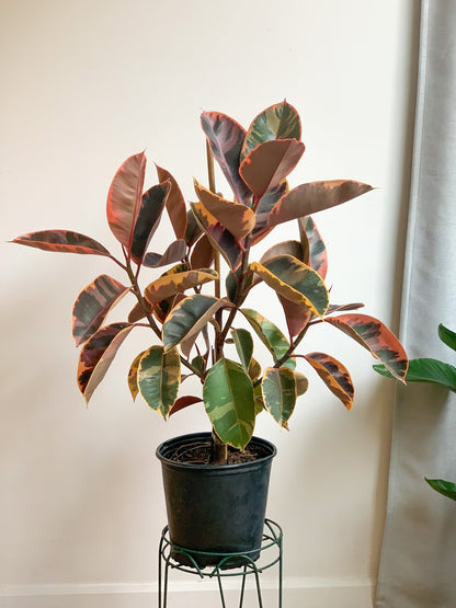 Ruby (Ficus) - Alma Plantes