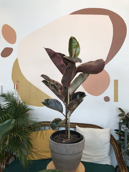 Ruby (Ficus) - Alma Plantes
