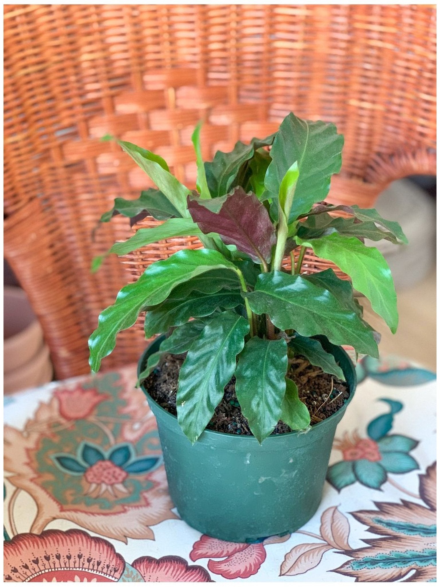 Ruffi (Calathea) - Alma Plantes