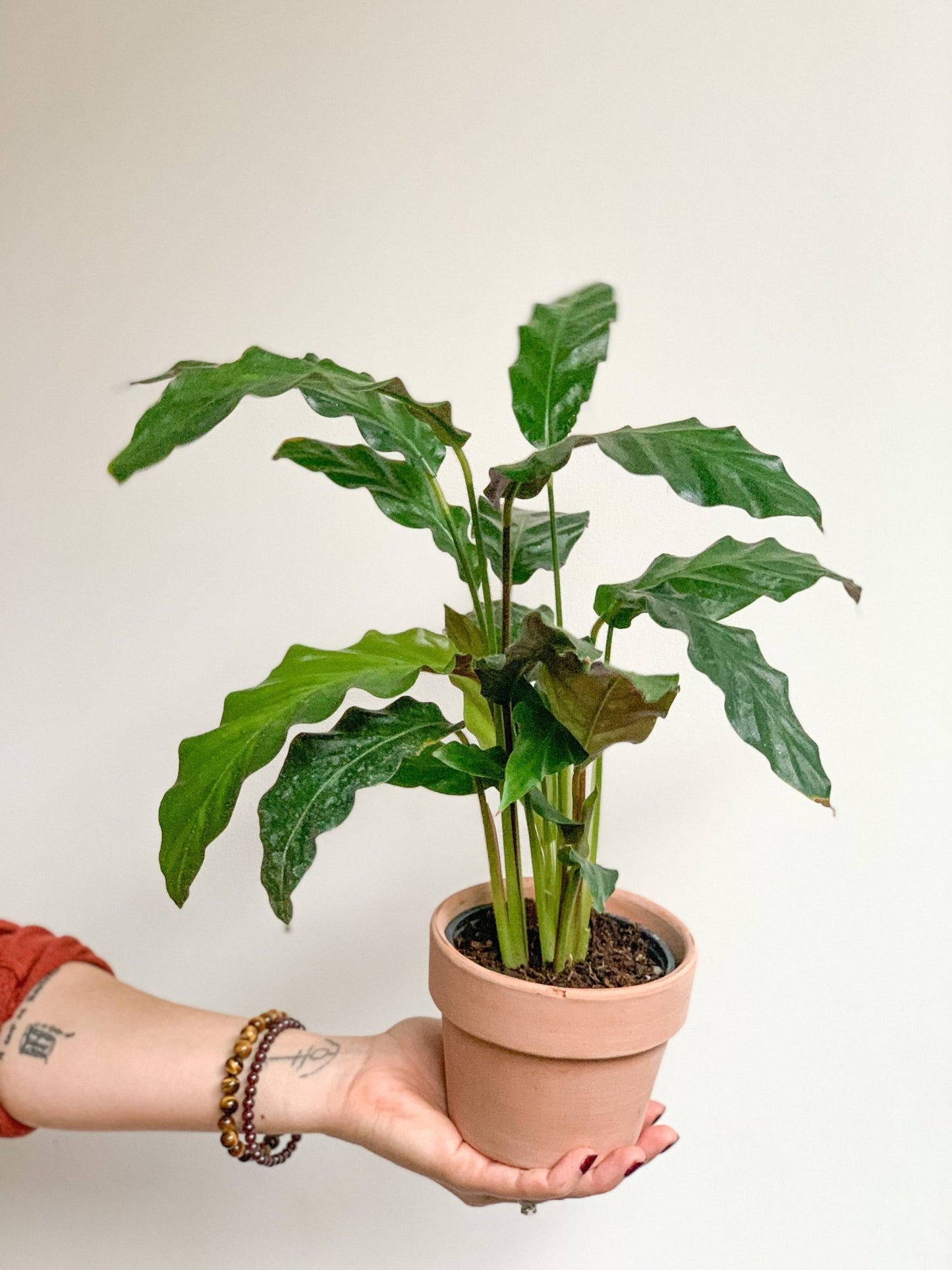 Ruffi (Calathea) - Alma Plantes