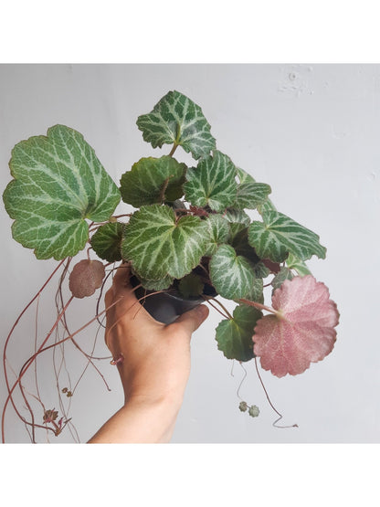 Sally (Saxifraga) - Alma Plantes