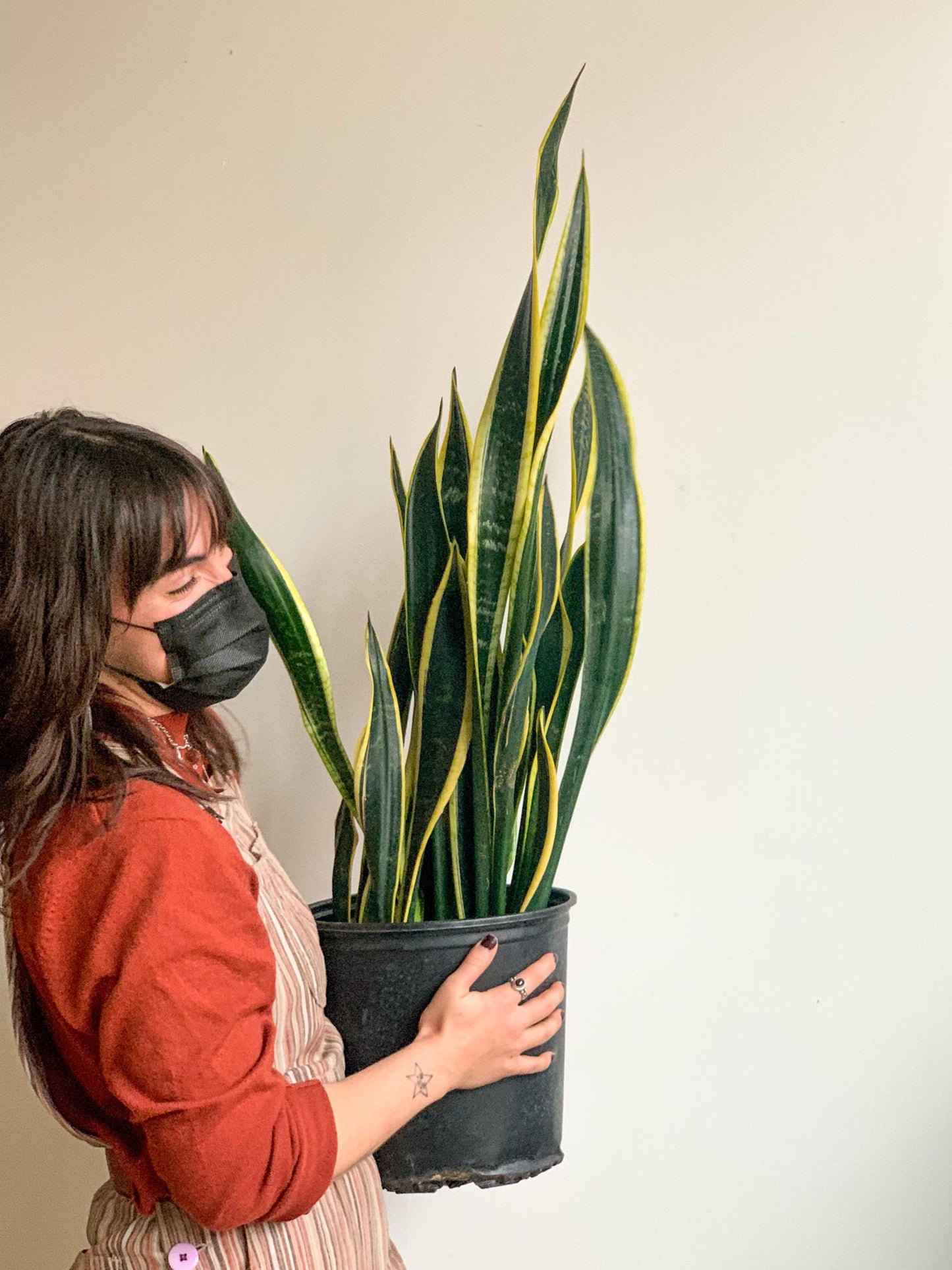 Salomé (Sansevière) - Alma Plantes