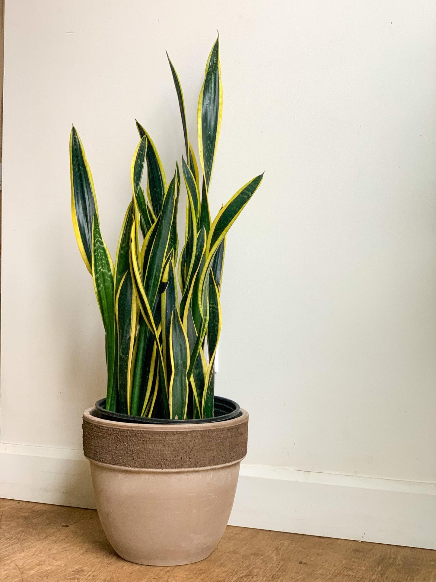 Salomé (Sansevière) - Alma Plantes