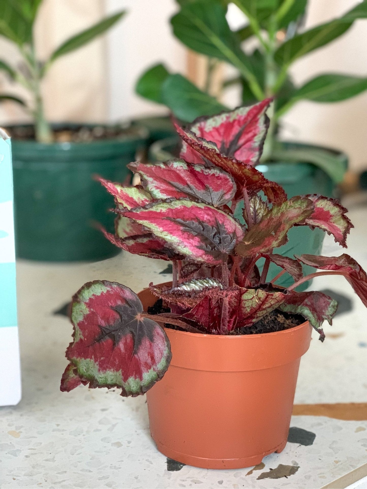 Salsa (Begonia) - Alma Plantes