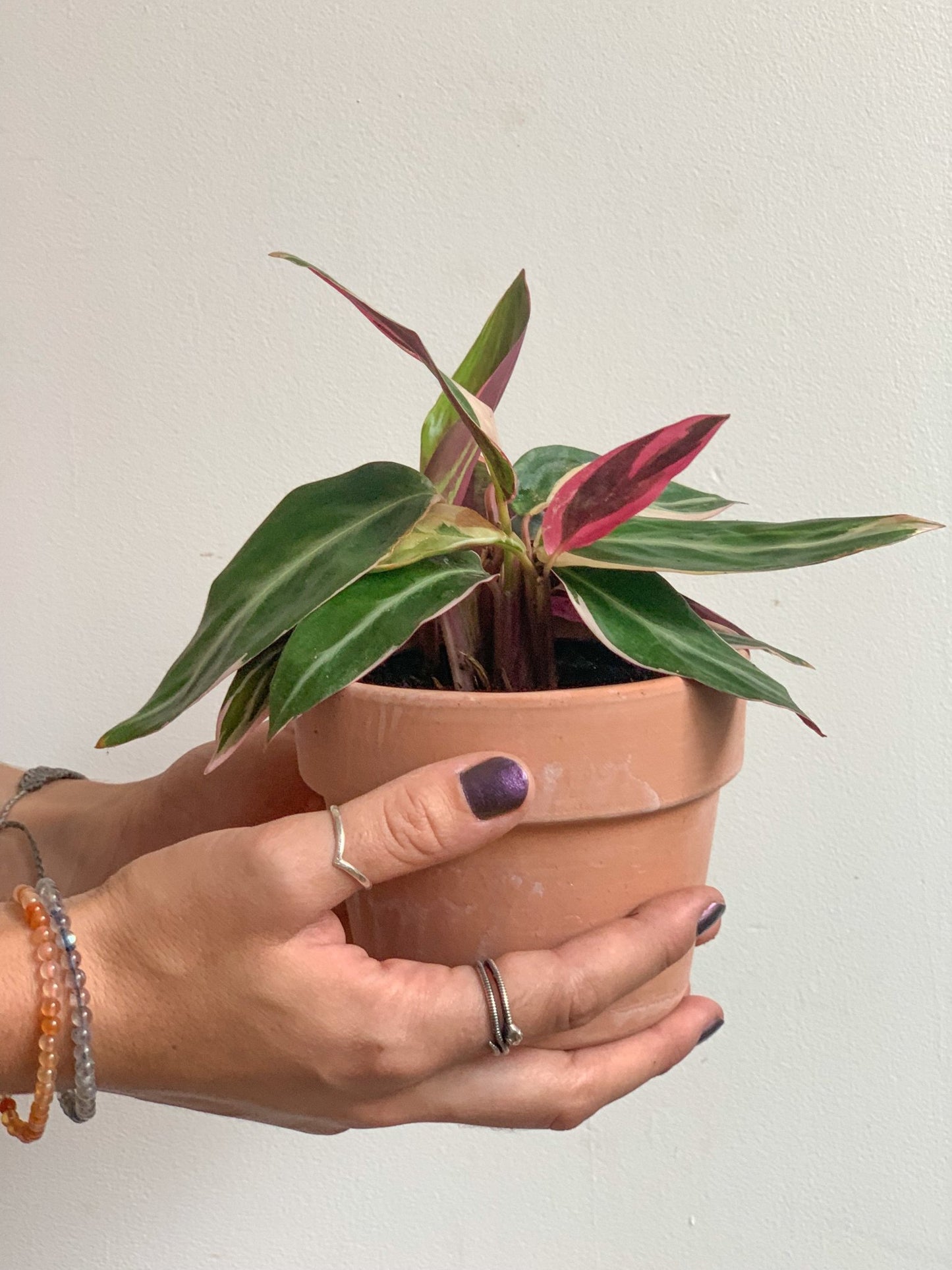 Samantha (Stromanthe) - Alma Plantes