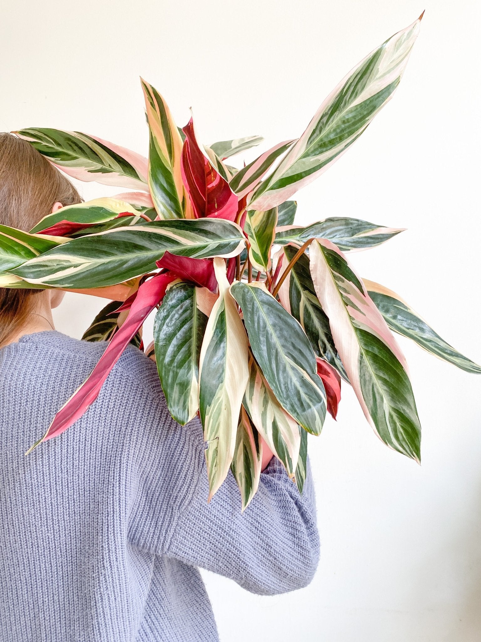 Samantha (Stromanthe) - Alma Plantes