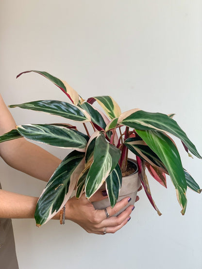 Samantha (Stromanthe) - Alma Plantes