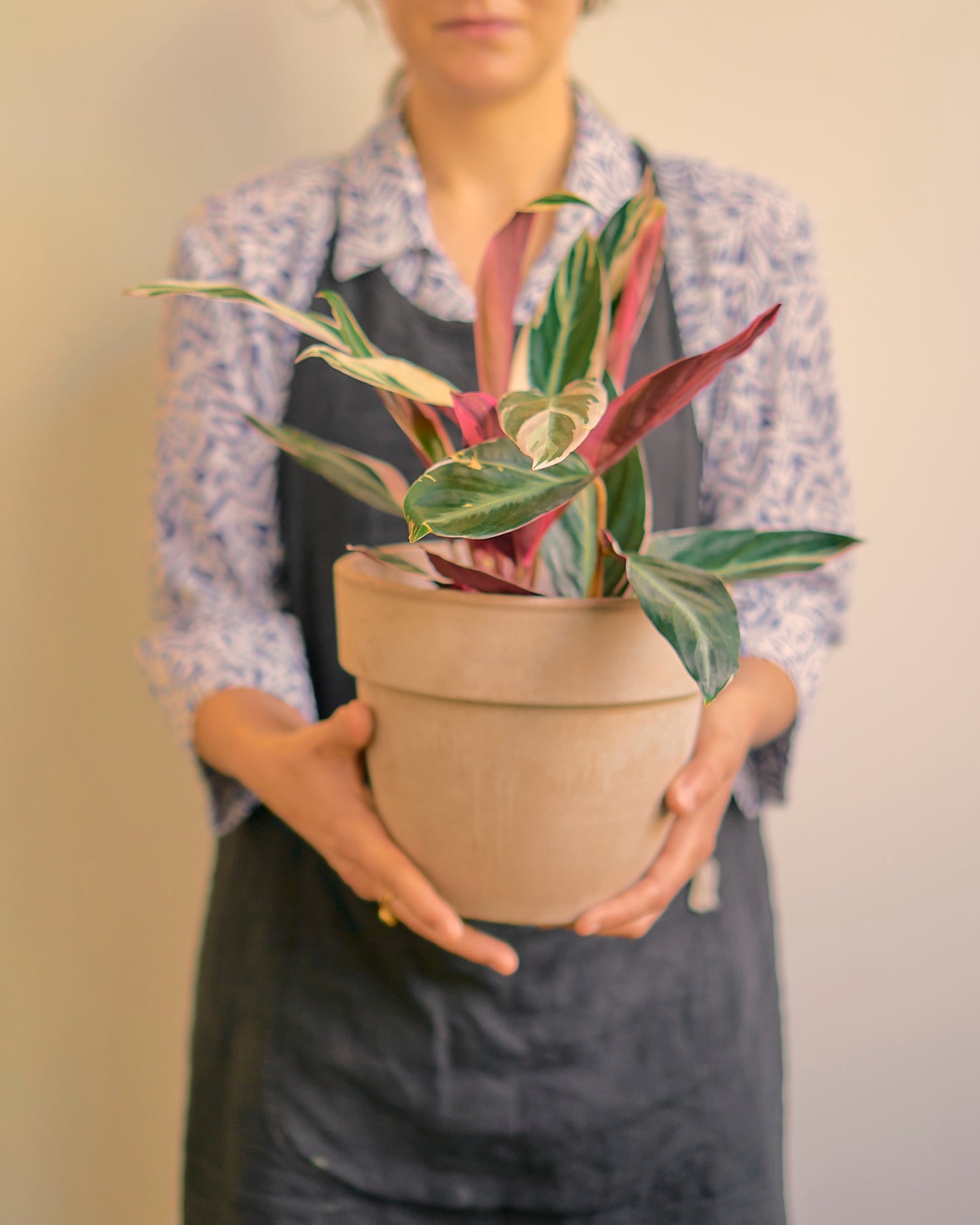 Samantha (Stromanthe) - Alma Plantes
