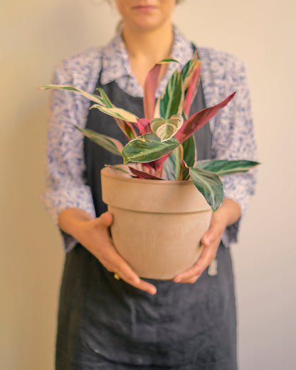 Samantha (Stromanthe) - Alma Plantes