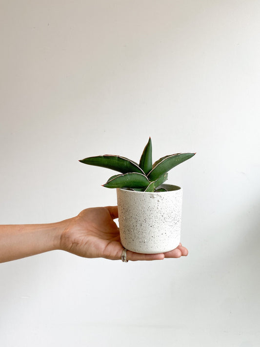 Samurai (Sansevière) - Alma Plantes