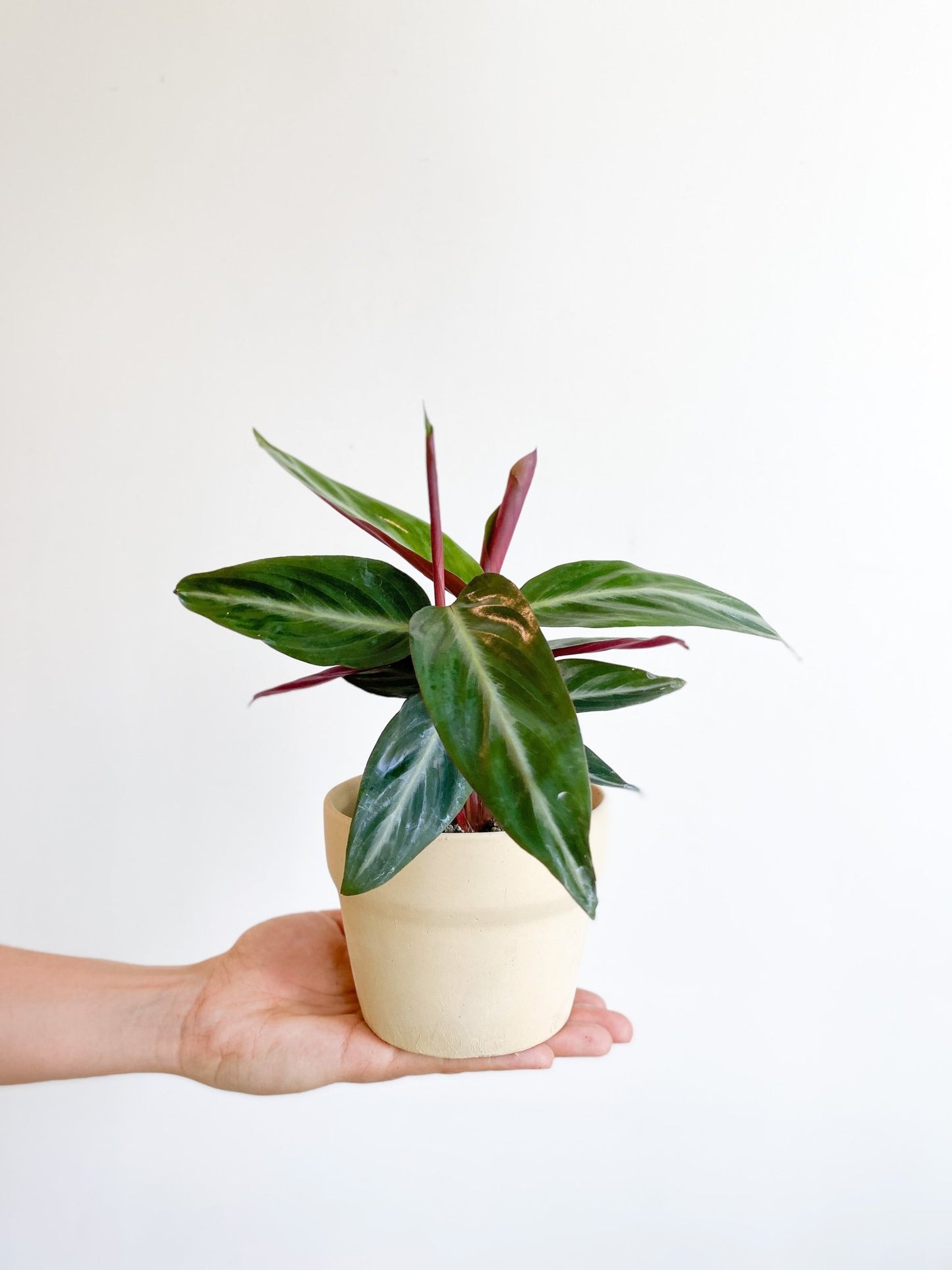 Sangria (Stromanthe) - Alma Plantes