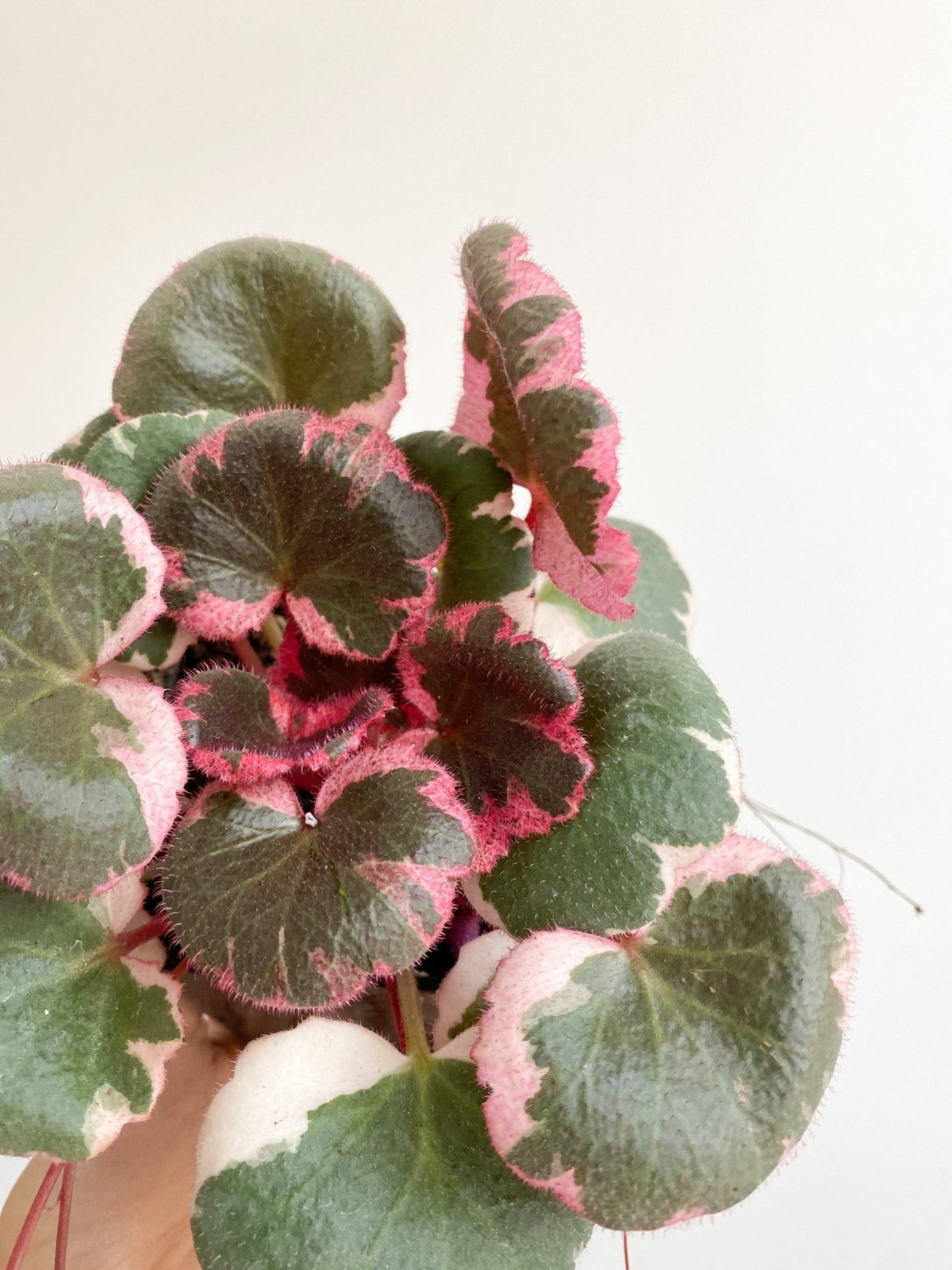 Saskia (Saxifraga) - Alma Plantes