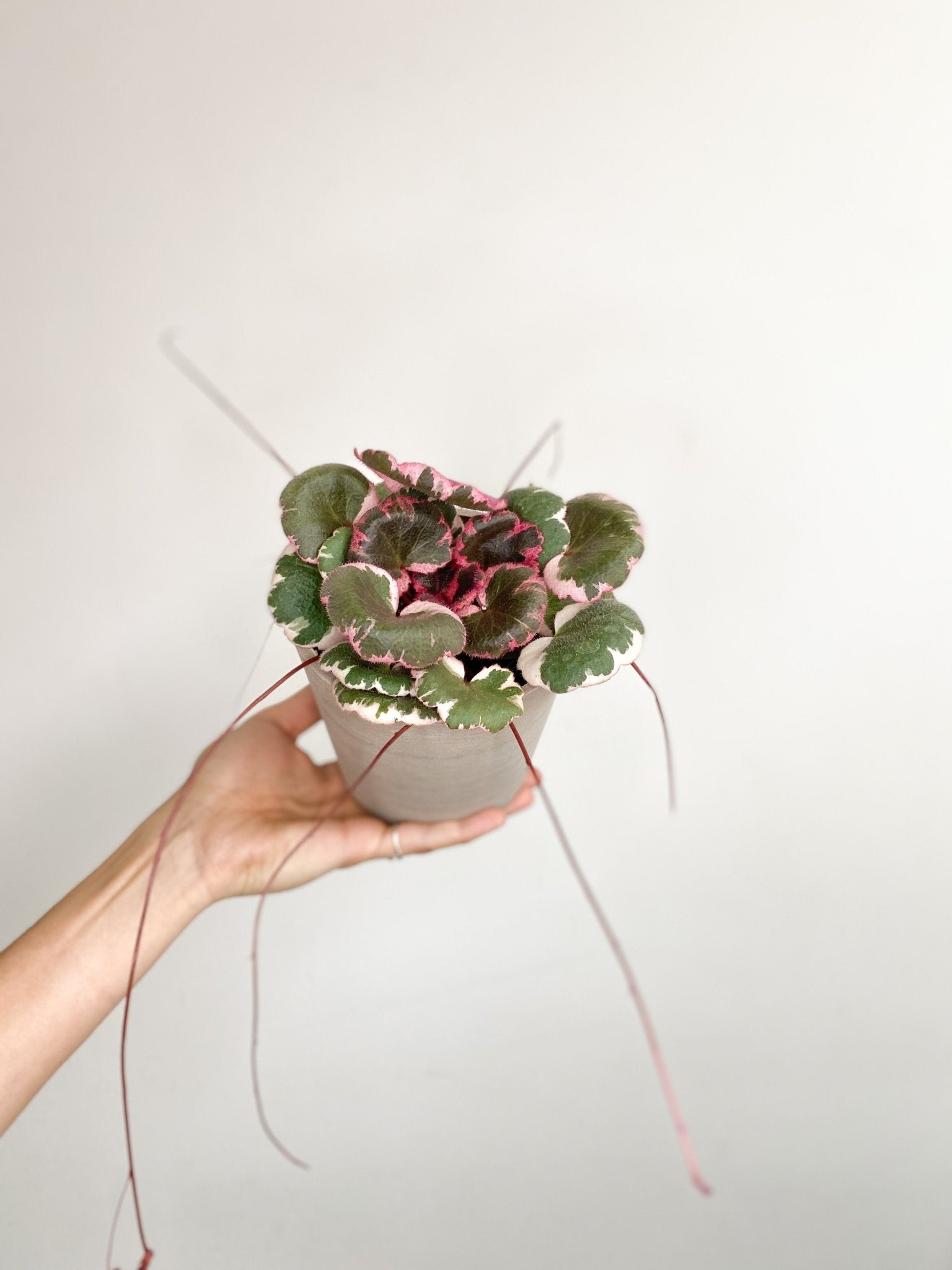 Saskia (Saxifraga) - Alma Plantes