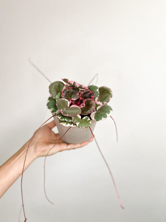 Saskia (Saxifraga) - Alma Plantes