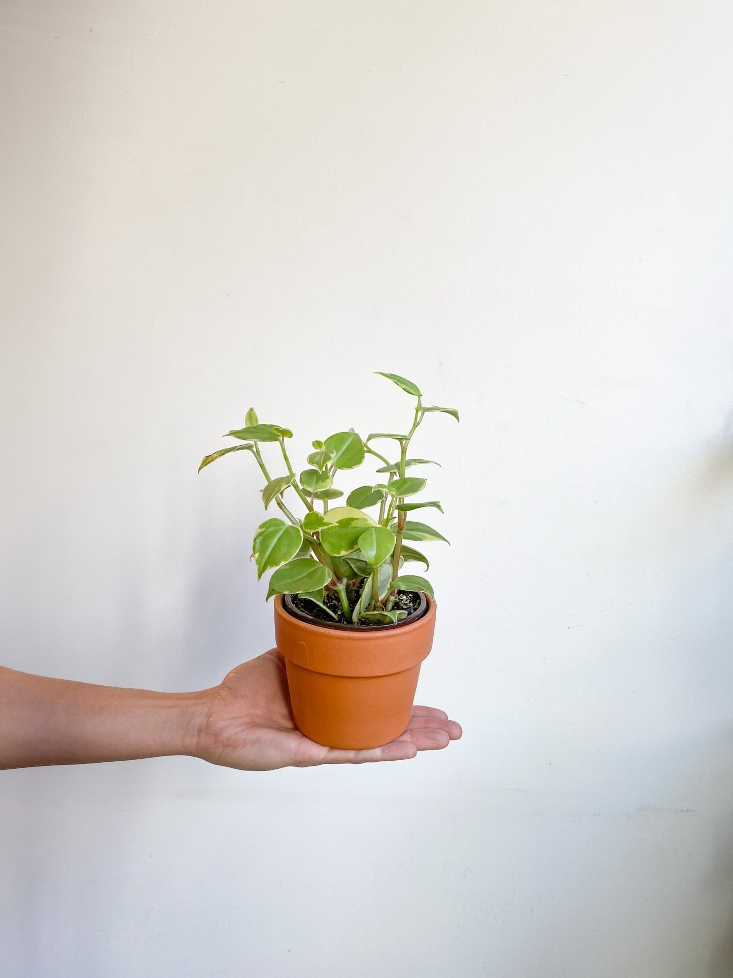 Scandens (Peperomia) - Alma Plantes