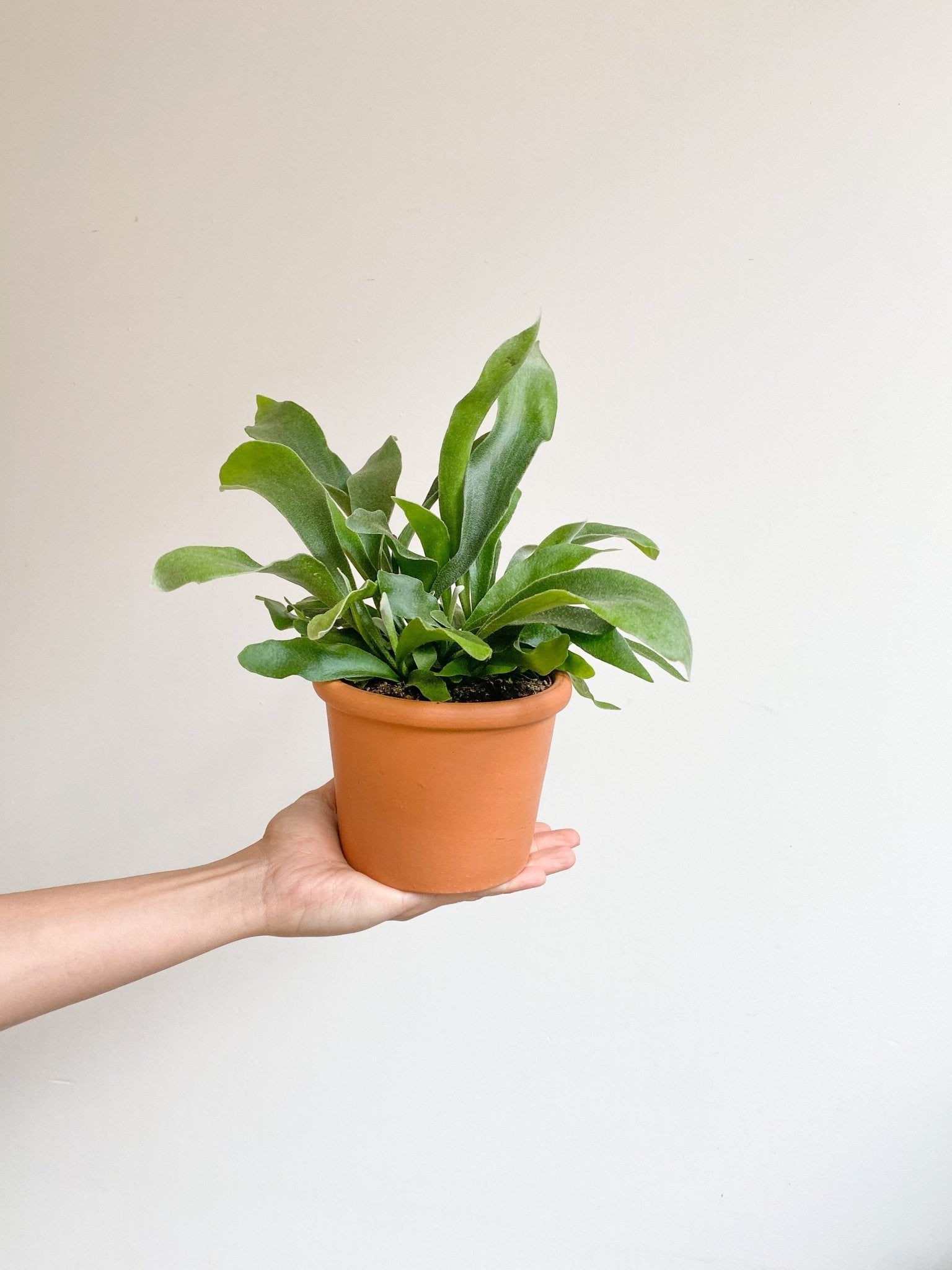 Scooby (Fougère) - Alma Plantes