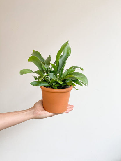 Scooby (Fougère) - Alma Plantes