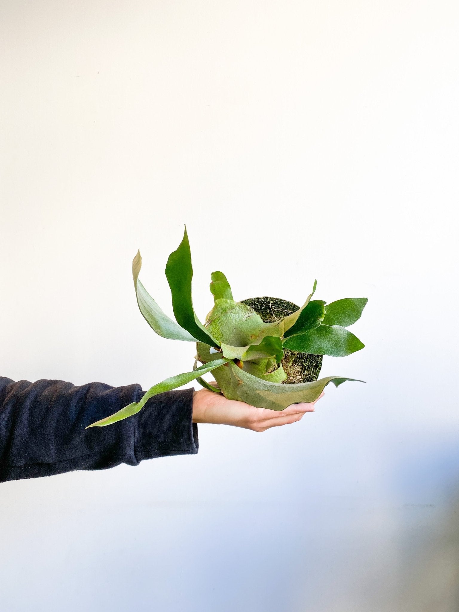 Scooby (Fougère) - Alma Plantes