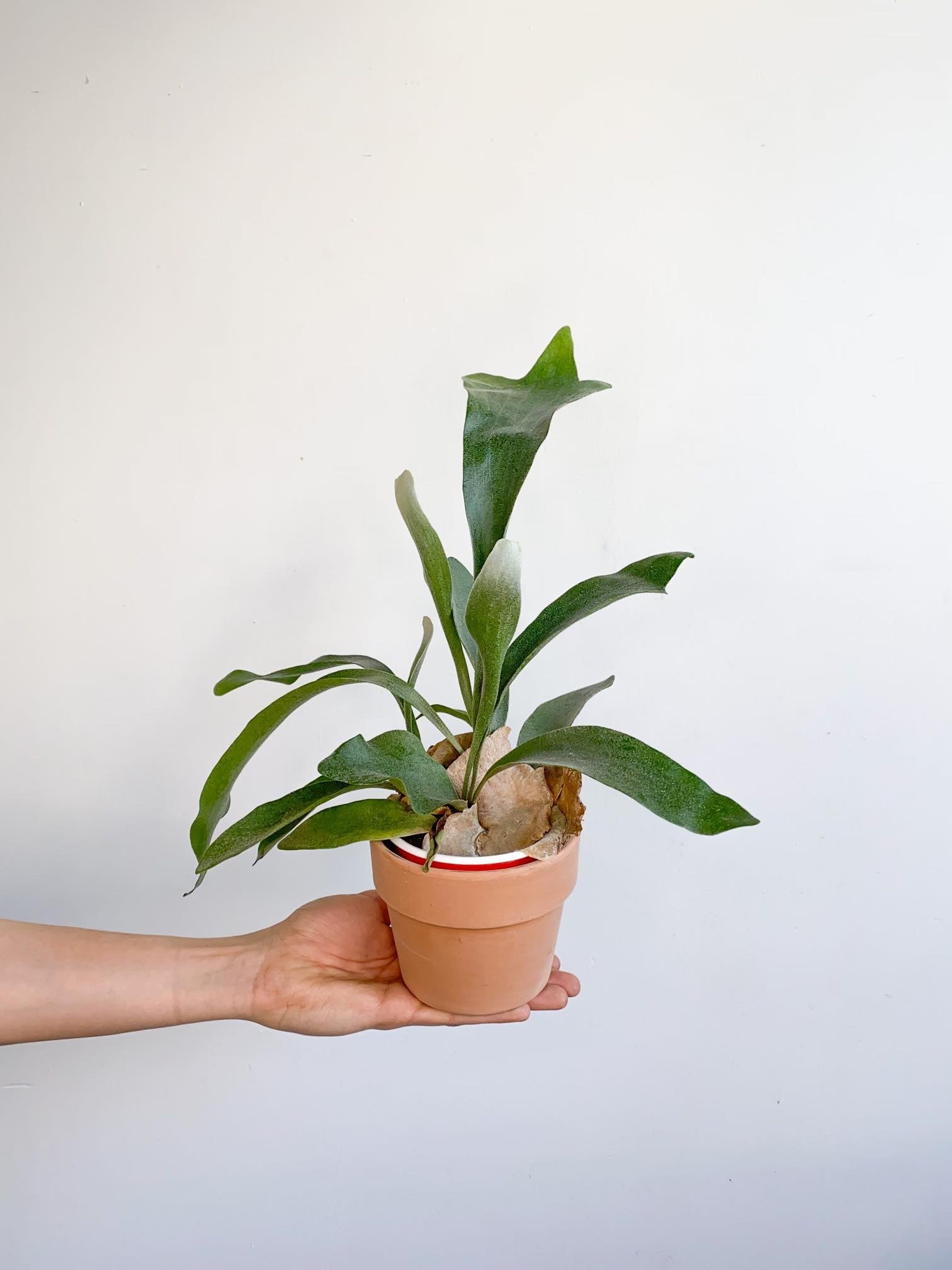 Scooby (Fougère) - Alma Plantes