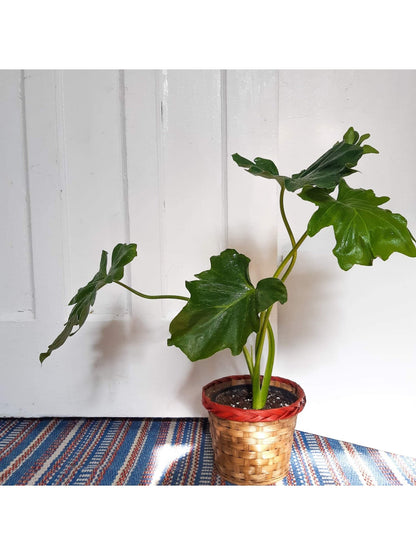 Selloum (Thaumatophyllum) - Alma Plantes