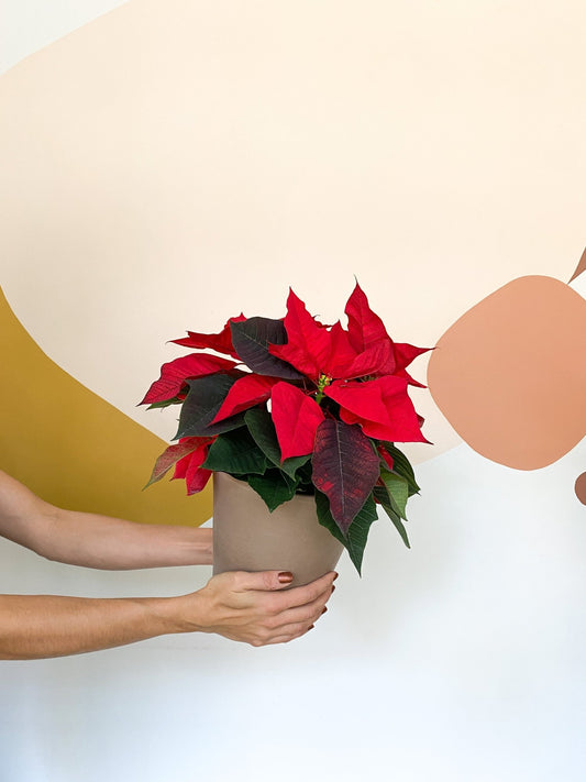 Settia (Poinsettia) - Alma Plantes