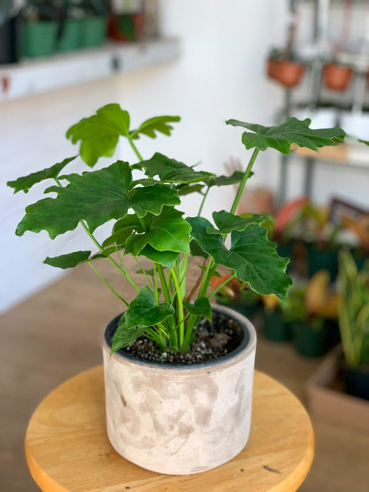 ShangriLa (Philodendron) - Alma Plantes