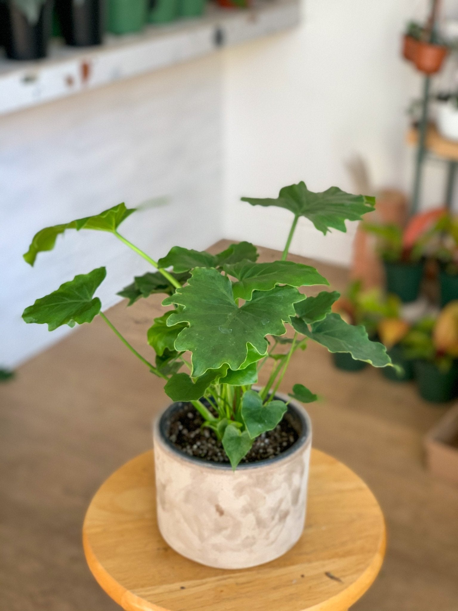 ShangriLa (Philodendron) - Alma Plantes