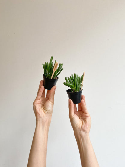 Shrek (Crassula) - Alma Plantes