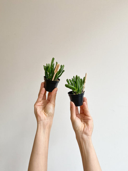 Shrek (Crassula) - Alma Plantes