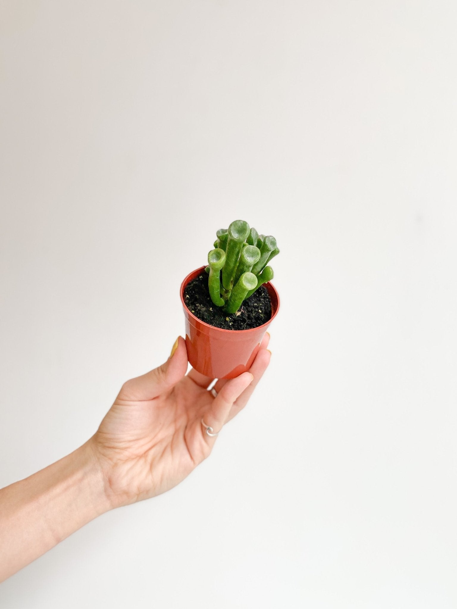 Shrek (Crassula) - Alma Plantes