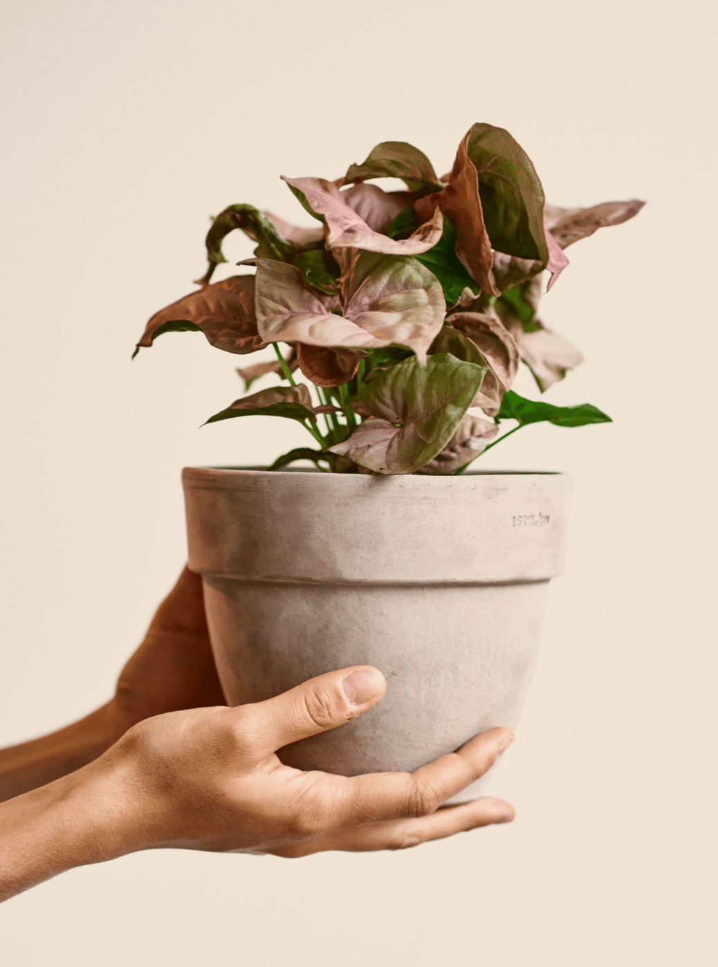 Siana (Syngonium) - Alma Plantes