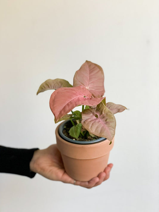 Siana (Syngonium) - Alma Plantes